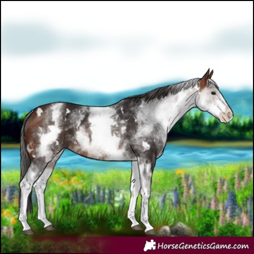 Horse Color:White Spotted Bay 