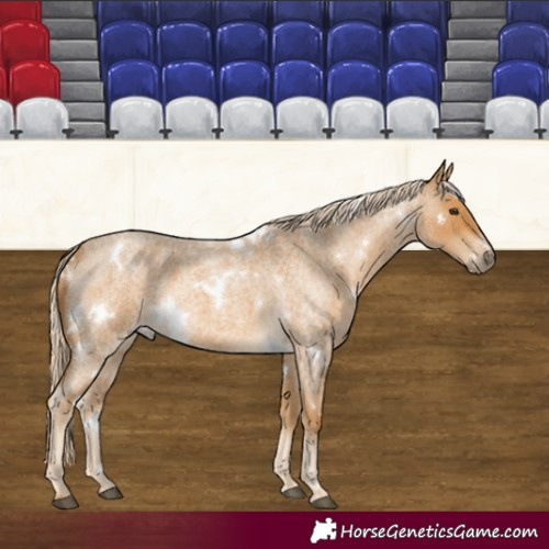 Horse Color:White Spotted Palomino Roan
