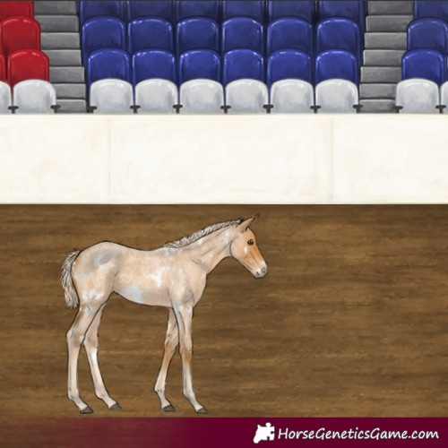 Horse Color:White Spotted Palomino Roan
