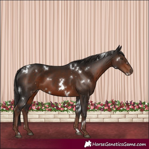 Horse Color:White Spotted Liver Chestnut