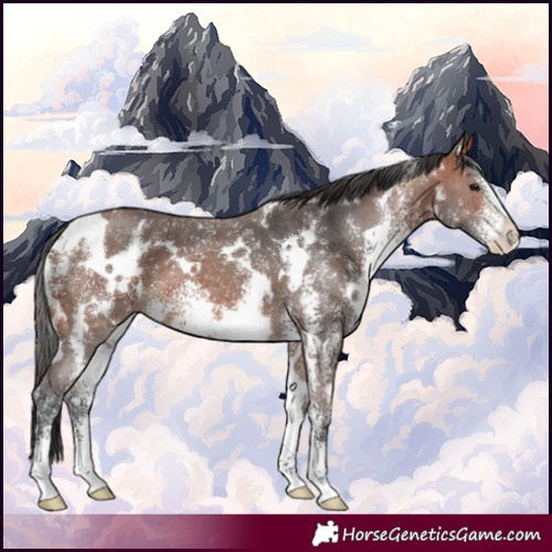 Horse Color:White Spotted Bay Sabino