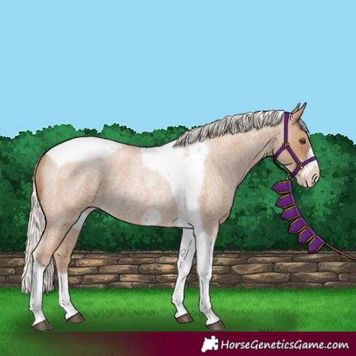 Horse Color:Silver Blue Roan Pearl Tobiano Frame 