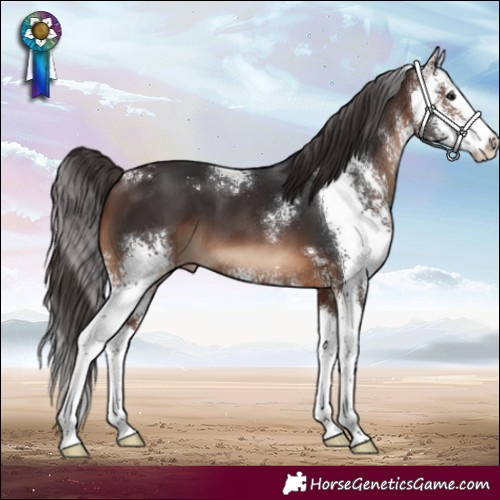 Horse Color:Brown Sabino Splash Appaloosa 