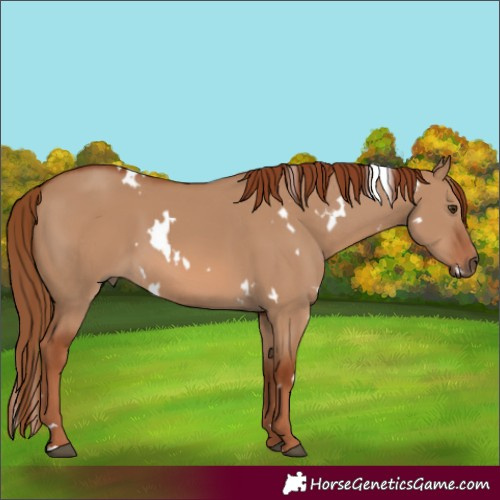Horse Color:White Spotted Red Dun