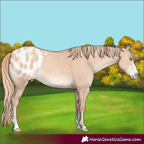 Horse Color:Gold Champagne Dun Sabino Appaloosa 