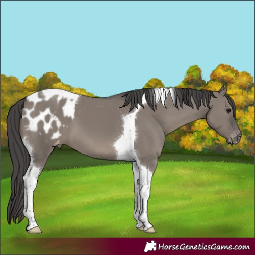Horse Color:Grullo Tobiano Varnish 