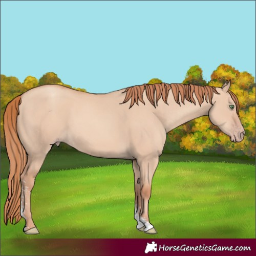 Horse Color:Gold Champagne Dun Sabino 