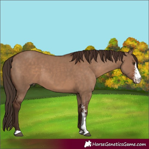 Horse Color:Liver Red Dun Sabino 