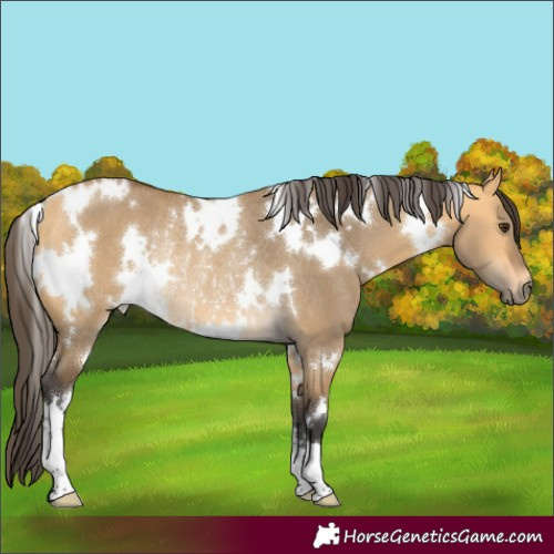 Horse Color:White Spotted Buckskin Dun Rabicano