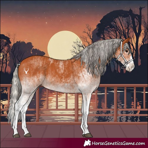 Horse Color:White Spotted Bay Splash  and White Spotted Silver Bay Splash 