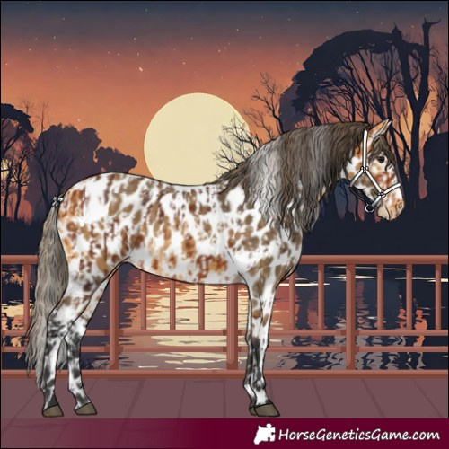 Horse Color:Bay Appaloosa  and Buckskin Appaloosa 