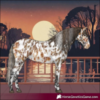 Horse Color:Bay Leopard  and Buckskin Leopard 