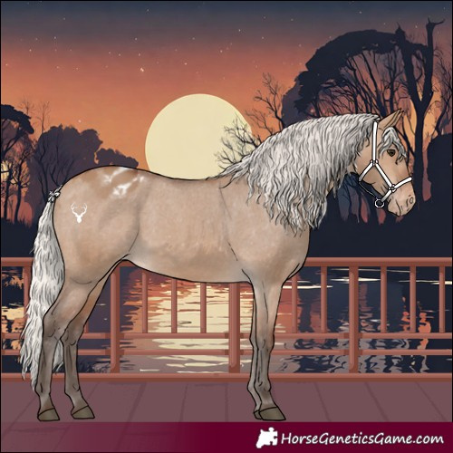 Horse Color:Silver Brown Dun Appaloosa 