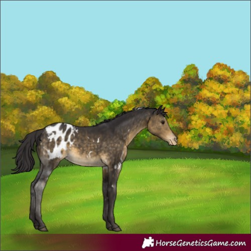 Horse Color:White Spotted Buckskin Appaloosa