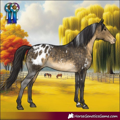 Horse Color:White Spotted Buckskin Blanket 