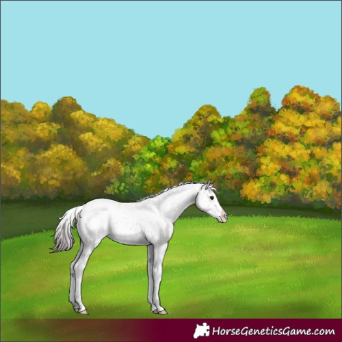 Horse Color:Bay Dun Sabino Splash 