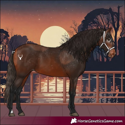 Horse Color:Bay Varnish  and Gray Bay Varnish 