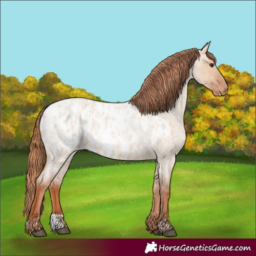 Horse Color:Red Dun Roan Appaloosa  and Red Dun Roan Appaloosa Rabicano 