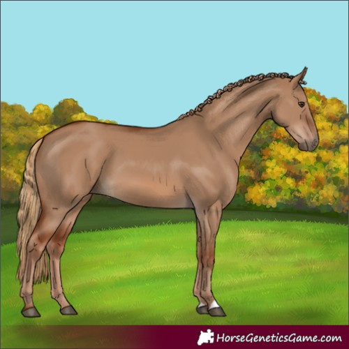 Horse Color:Red Dun