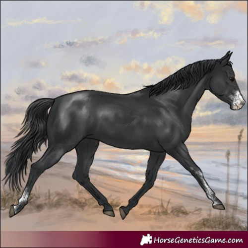 Horse Color:Black Sabino Rabicano