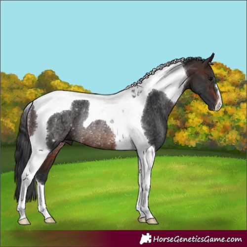 Horse Color:Brown Tobiano Rabicano 