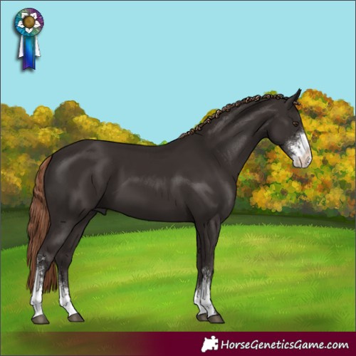 Horse Color:Liver Chestnut Sabino