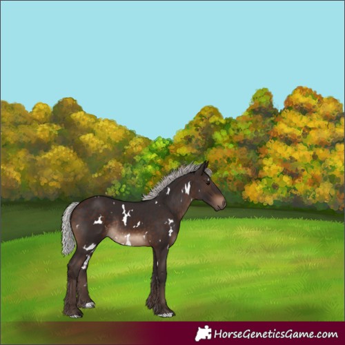 Horse Color:White Spotted Silver Brown Rabicano