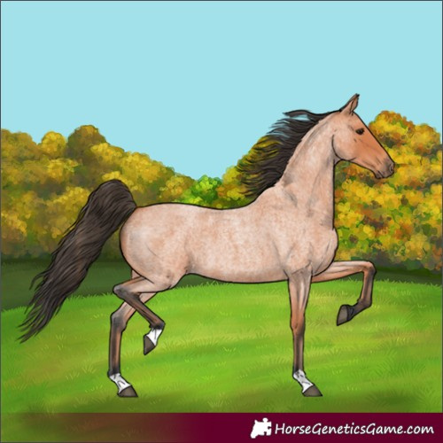 Horse Color:Unknown 