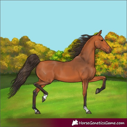Horse Color:Unknown 
