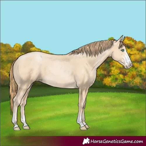 Horse Color:Smoky Black Pearl Sabino Rabicano