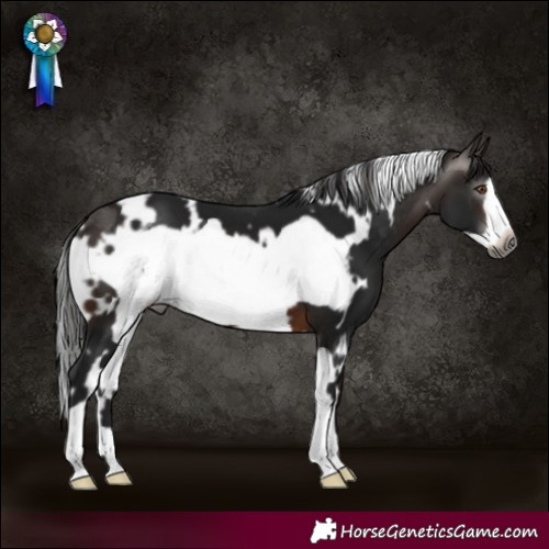 Horse Color:Gray White Spotted Bay Frame 