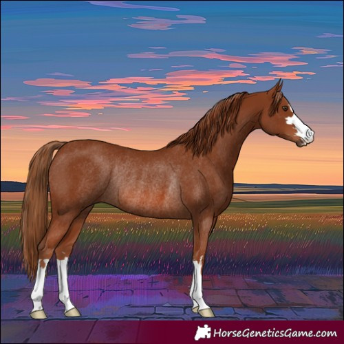 Horse Color:Chestnut Rabicano 