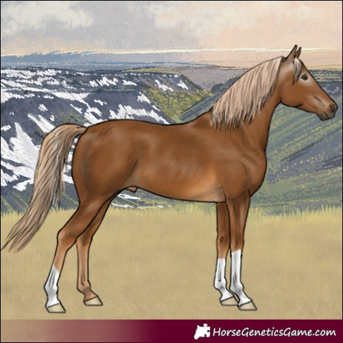 Horse Color:Gray Palomino