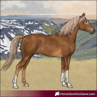 Horse Color:Gray Palomino 