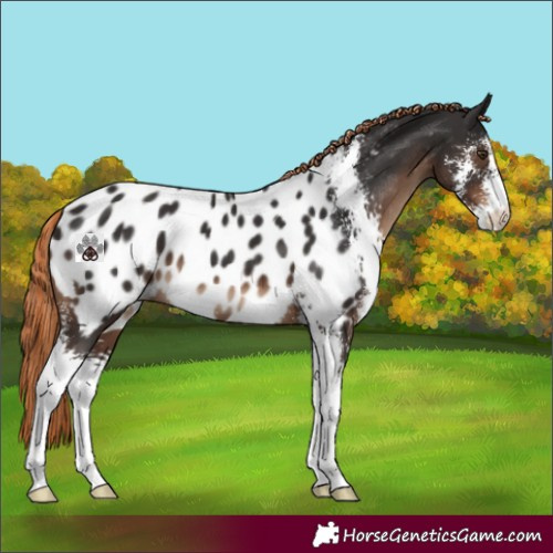Horse Color:Liver Chestnut Sabino Near Leopard 