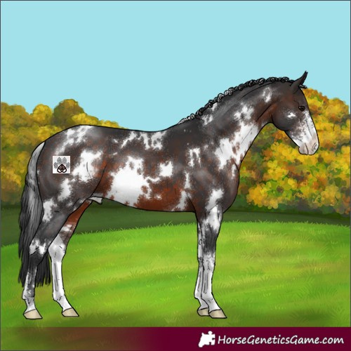 Horse Color:White Spotted Brown Sabino 