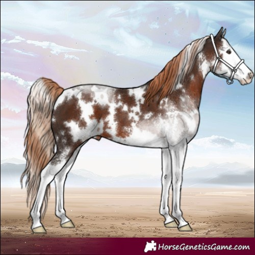Horse Color:White Spotted Liver Chestnut Sabino Splash 