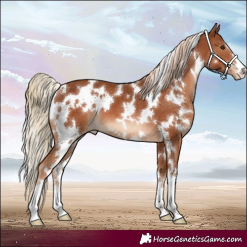 Horse Color:White Spotted Chestnut Appaloosa 