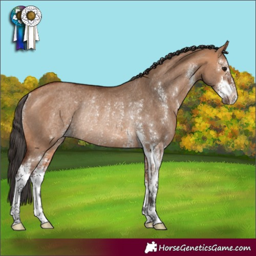 Horse Color:Bay Dun Sabino Rabicano 