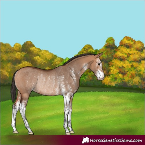 Horse Color:Bay Dun Sabino Rabicano