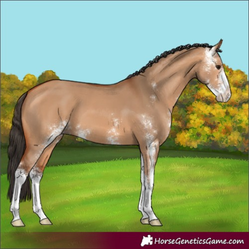 Horse Color:Bay Dun Sabino 