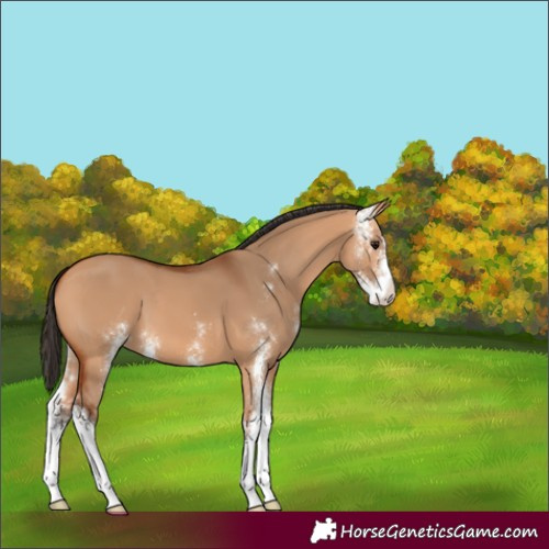 Horse Color:Bay Dun Sabino 