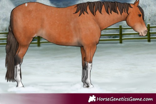 Horse Color:Bay Splash Tobiano Appaloosa  and Bay Tobiano Appaloosa 