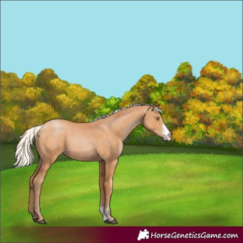 Horse Color:Silver Bay Pearl Sabino