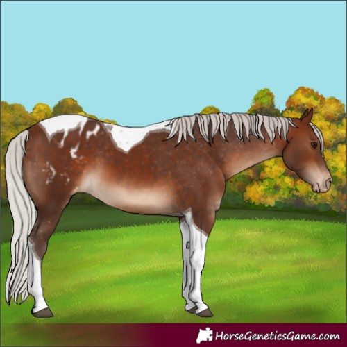 Horse Color:Silver Brown Tobiano Appaloosa