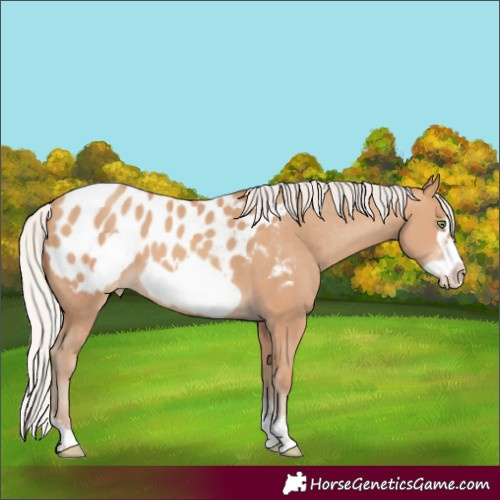 Horse Color:Silver Sable Champagne Sabino Frame Appaloosa 