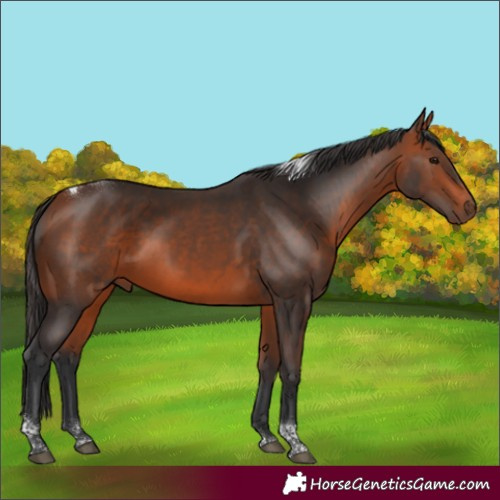 Horse Color:Bay Tobiano