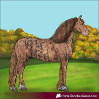 Horse Color:Liver Chestnut and Gold Champagne