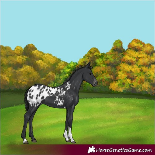 Horse Color:Unknown 