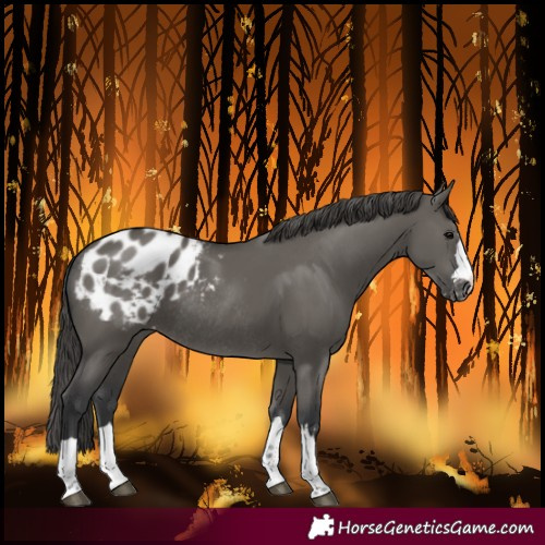 Horse Color:Grullo Blanket Rabicano